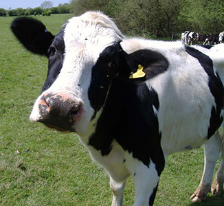 cow2